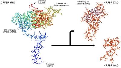 Corticotropin Releasing Factor Binding Protein as a Novel Target to Restore Brain Homeostasis: Lessons Learned From Alcohol Use Disorder Research
